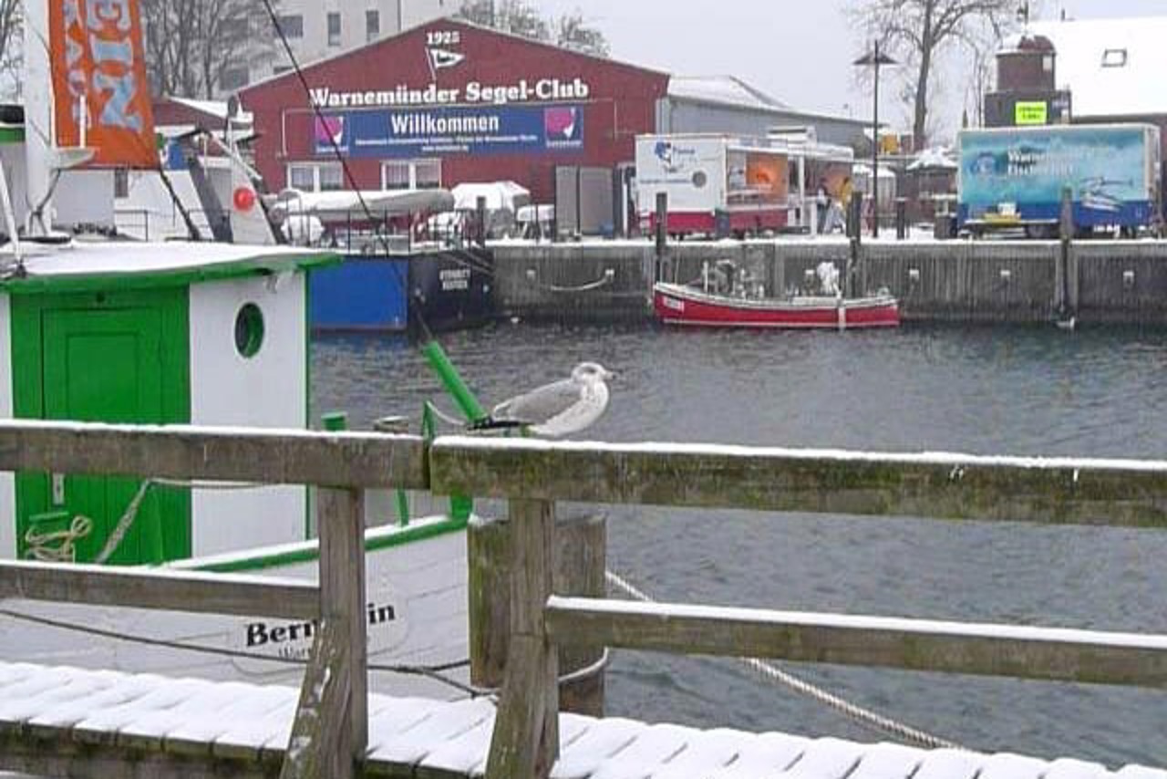 Möwe am Alten Strom in Warnemünde