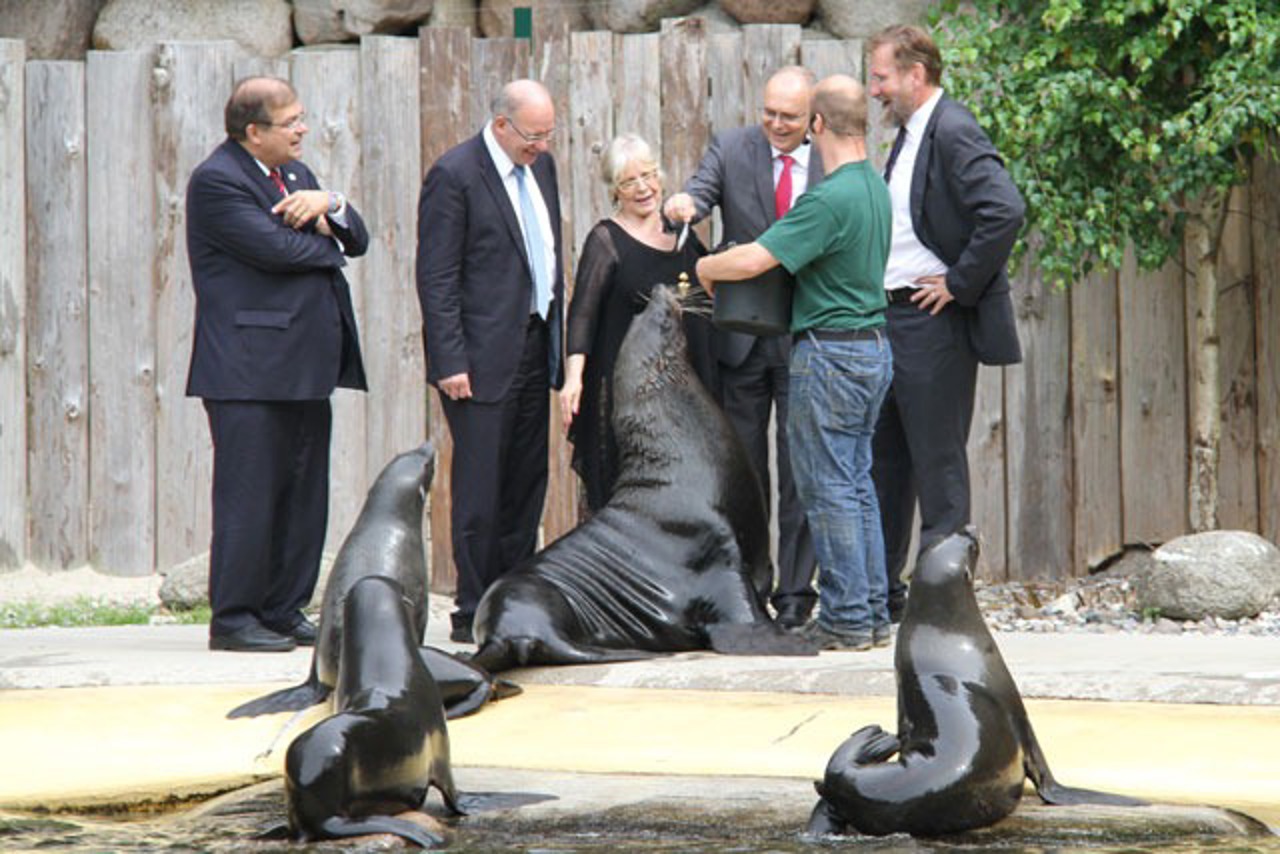 Universitätsrektor Prof. Dr. Wolfgang Schareck, Oberbürgermeister Roland Methling, Schauspielerin Annekathrin Bürger, Ministerpräsident Erwin Sellering, Tierpfleger Lars Purbst und Zoodirektor Udo Nagel füttern Seebär Ron und seinen Harem
