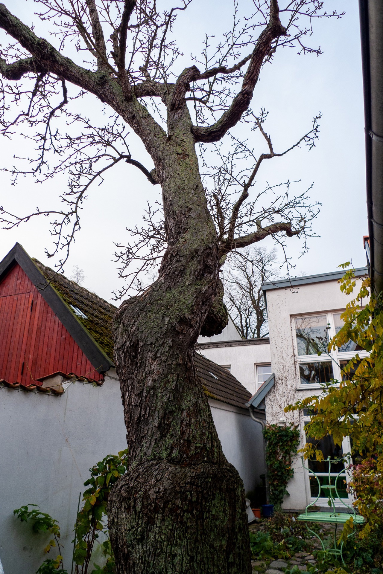 Munchs Birnbaum in Warnemünde umgestürzt (Foto: Archiv)