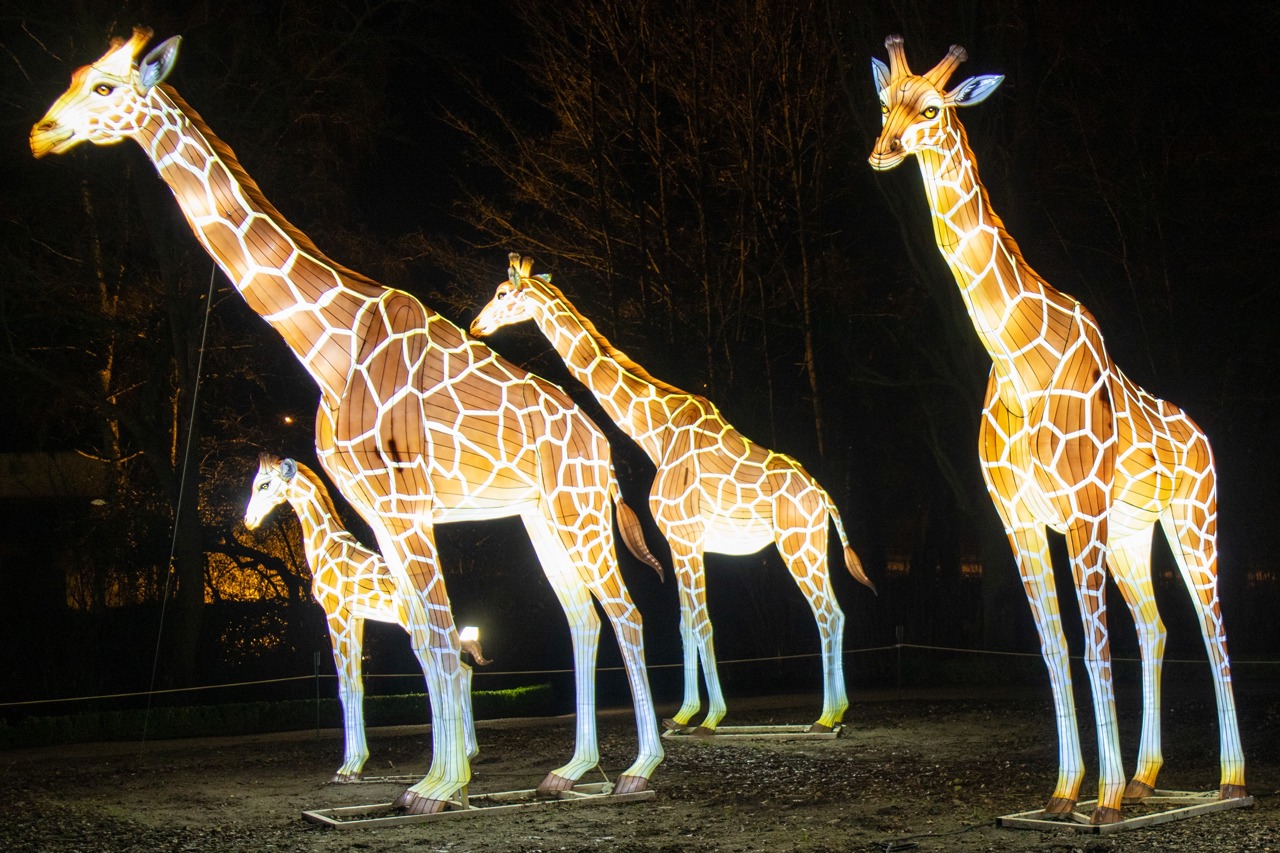Eine vier Meter hohe Giraffe ist das höchste Ausstellunsgstück der Zoolights in Rostock
