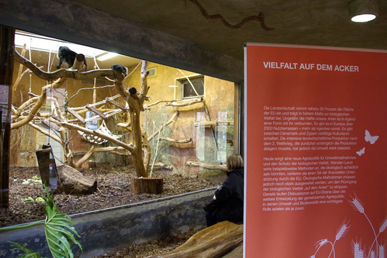 Ausstellung im Altweltaffenhaus