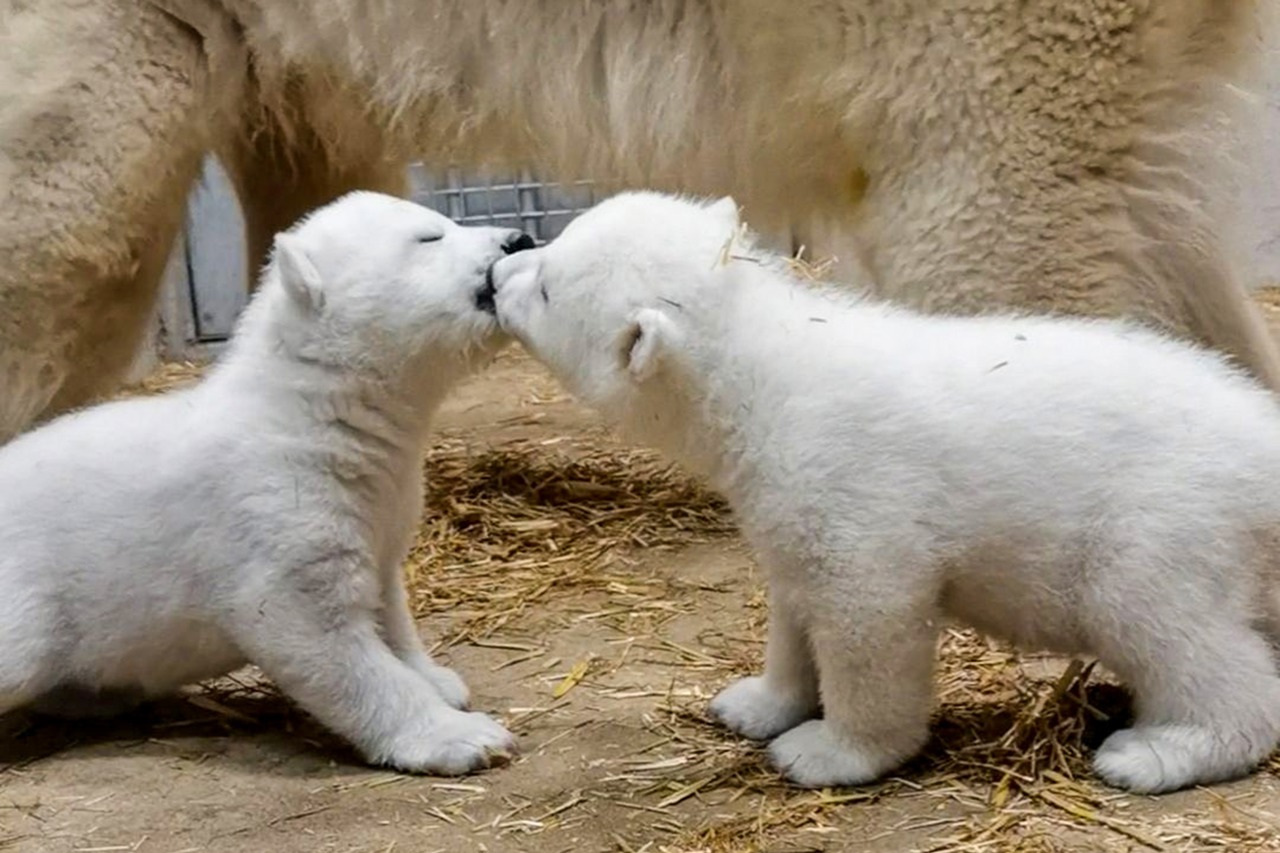 Eisbärennachwuchs im Zoo Rostock (Videofoto: Zoo Rostock)
