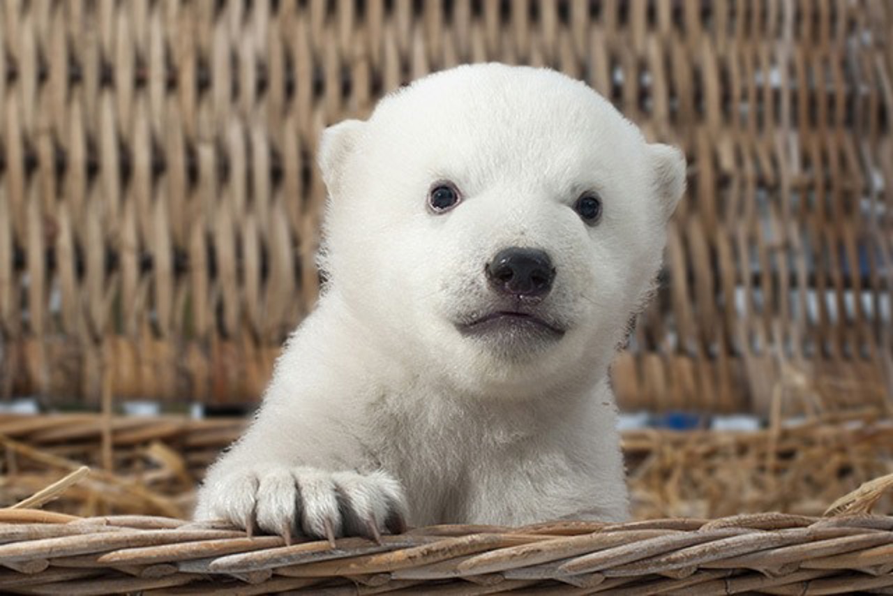 Nach nur zwei Monaten brachte der kleine Eisbär im Rostocker Zoo schon stolze 7,5 Kilogramm auf die Waage