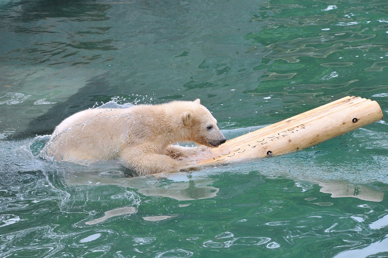 Zoo Rostock: Eisbärenjunge Fiete kann jetzt tief abtauchen (Foto: Joachim Kloock)