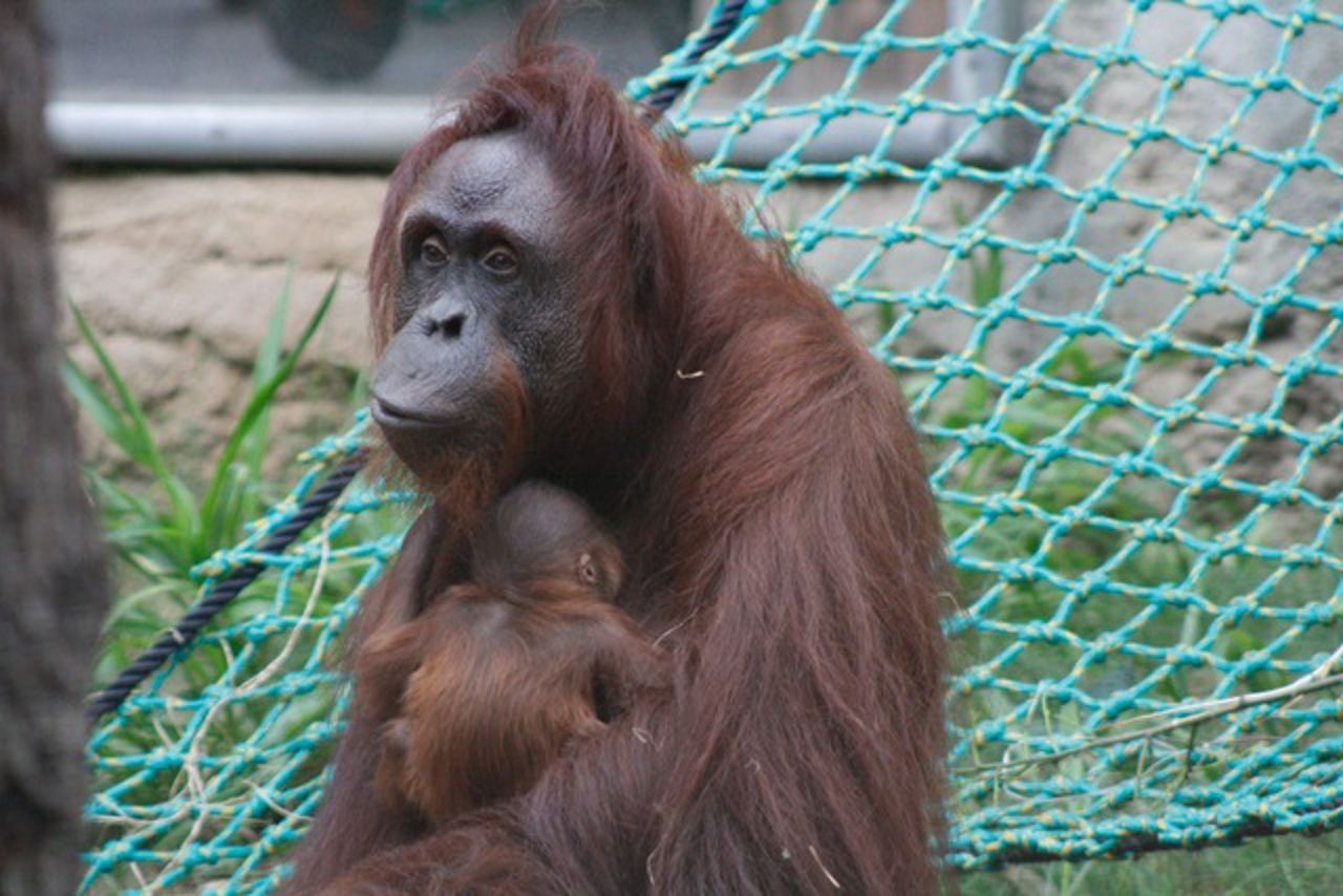Orang Utan Nachwuchs im Darwineum Rostock: Für das kleine Orang-Utan-Mädchen sucht der Zoo einen asiatisch klingenden Namen