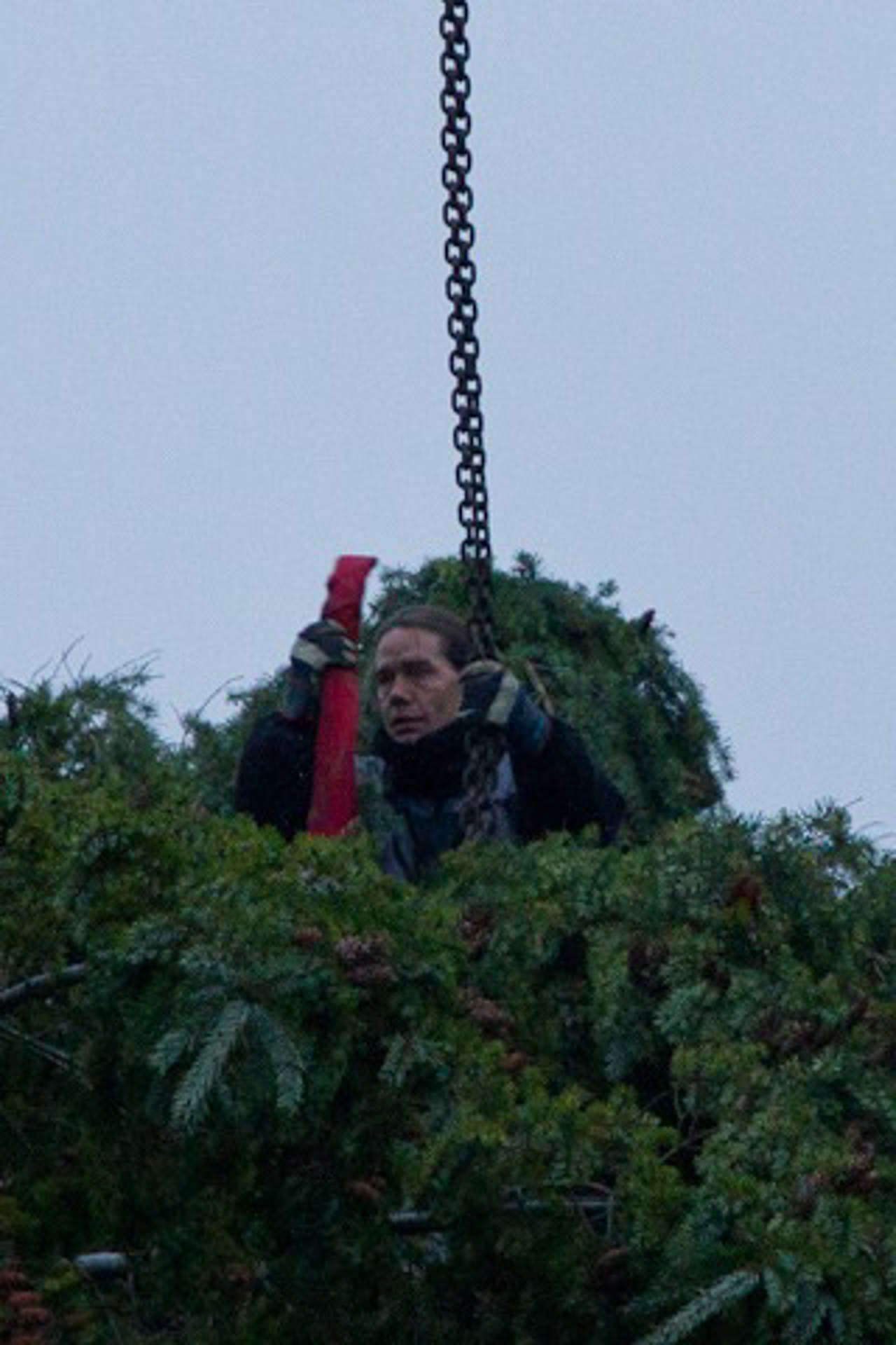 Weihnachtsbäume für den Rostocker Weihnachtsmarkt