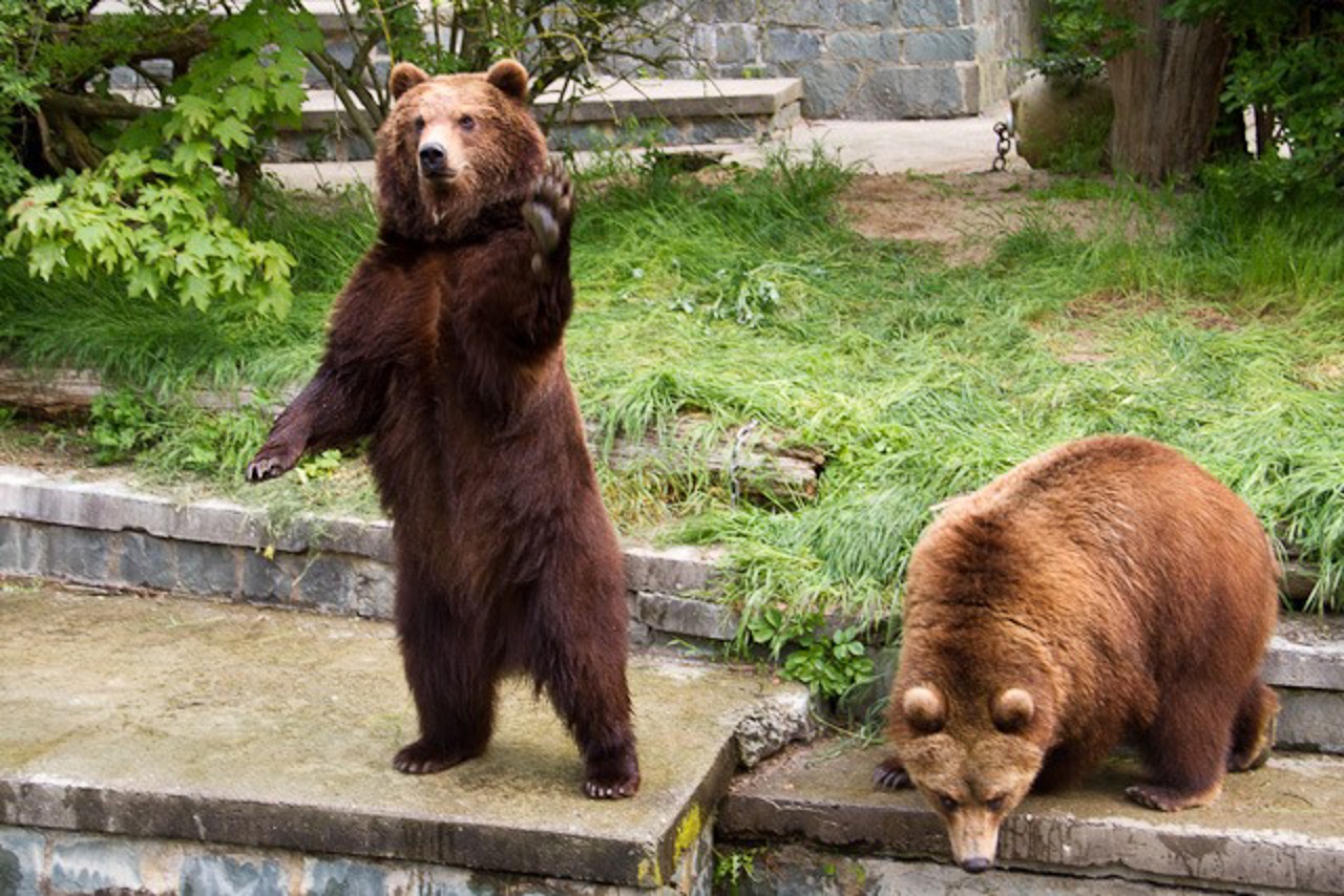 Bis zu drei Meter groß können die Männchen werden und bringen gut 600 kg auf die Waage. Damit sind die sibirischen Bären fast so groß wie ihre nordamerikanischen Artgenossen, die in Alaska verbreiteten Kodiakbären, wie der Vormieter der Anlage Bodo einer war.
