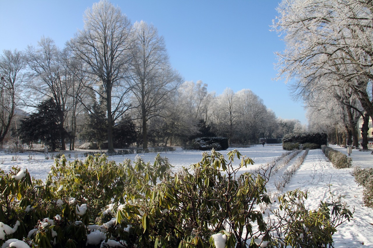 Raureif im Rosengarten Rostock