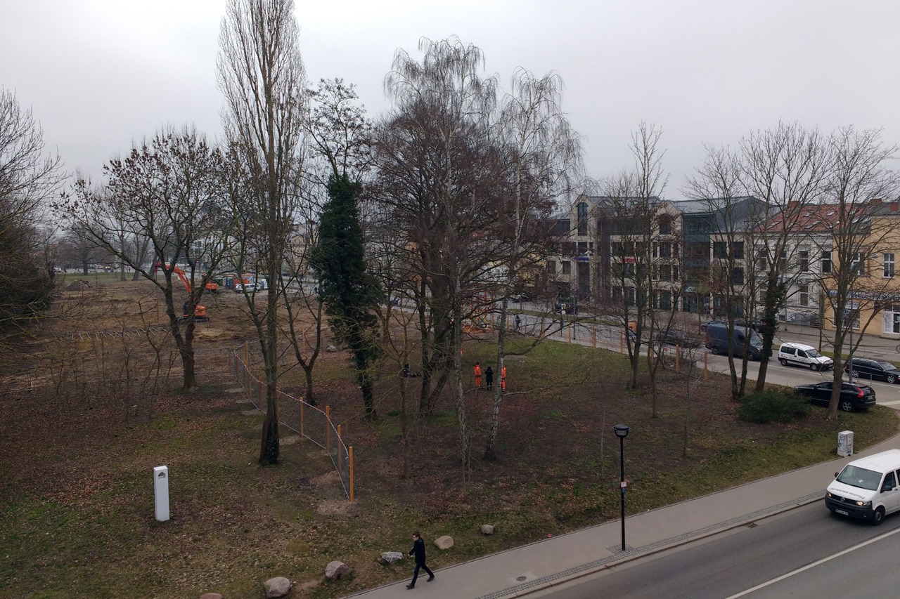 Blutbuche neben dem Baufeld am Rosengarten