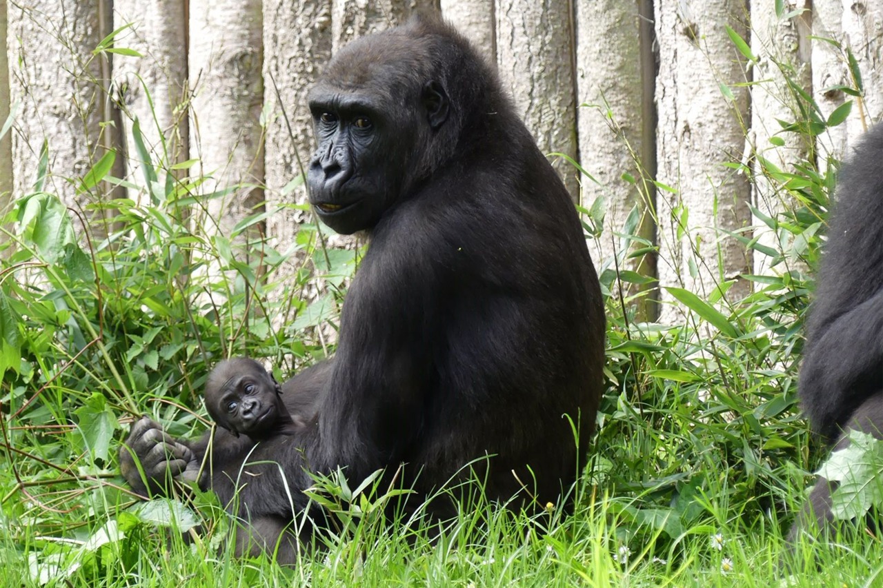 Gorilladame Zola mit Moyo (Foto: Zoo Rostock/Kerstin Genilke)