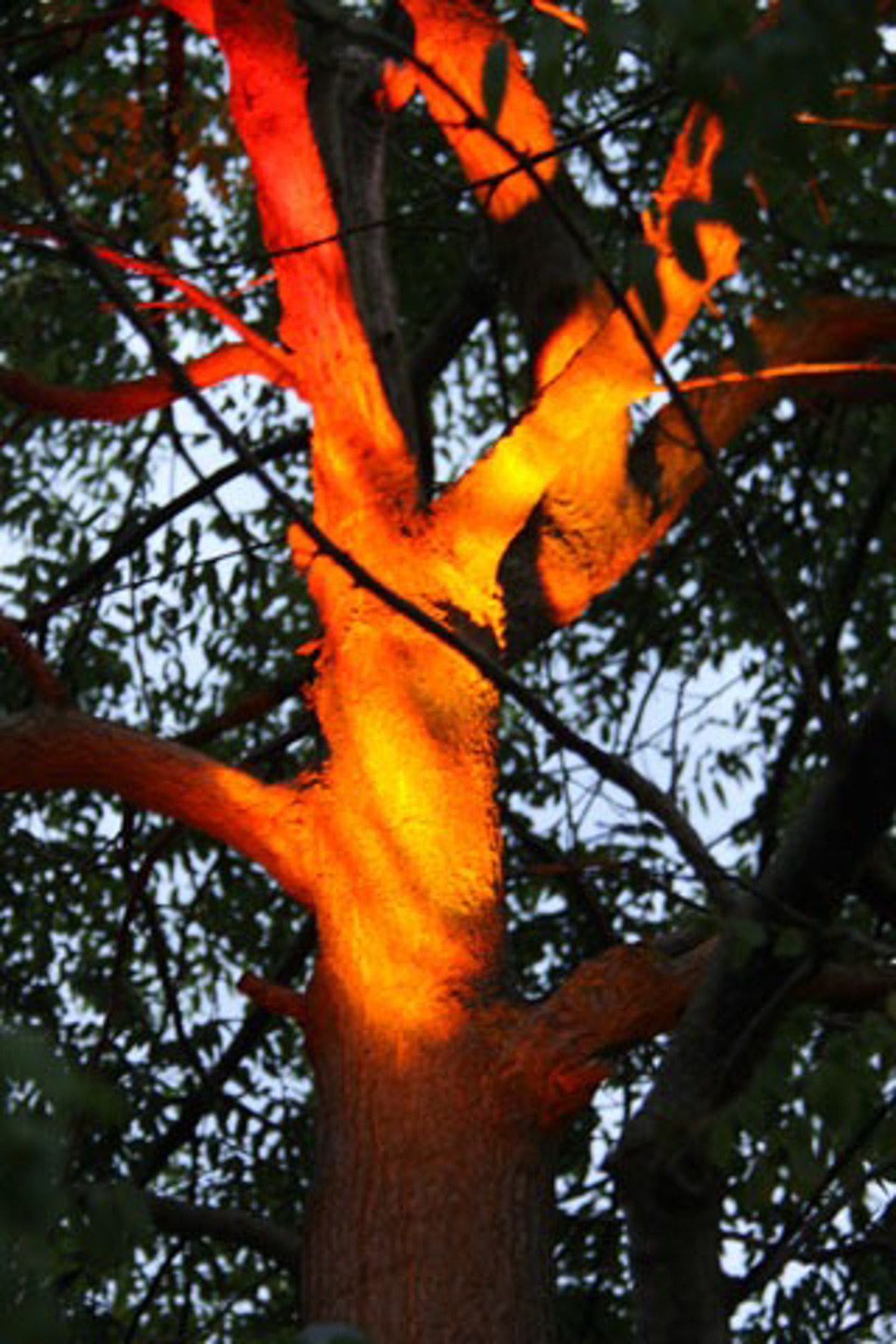 Flammenbaum