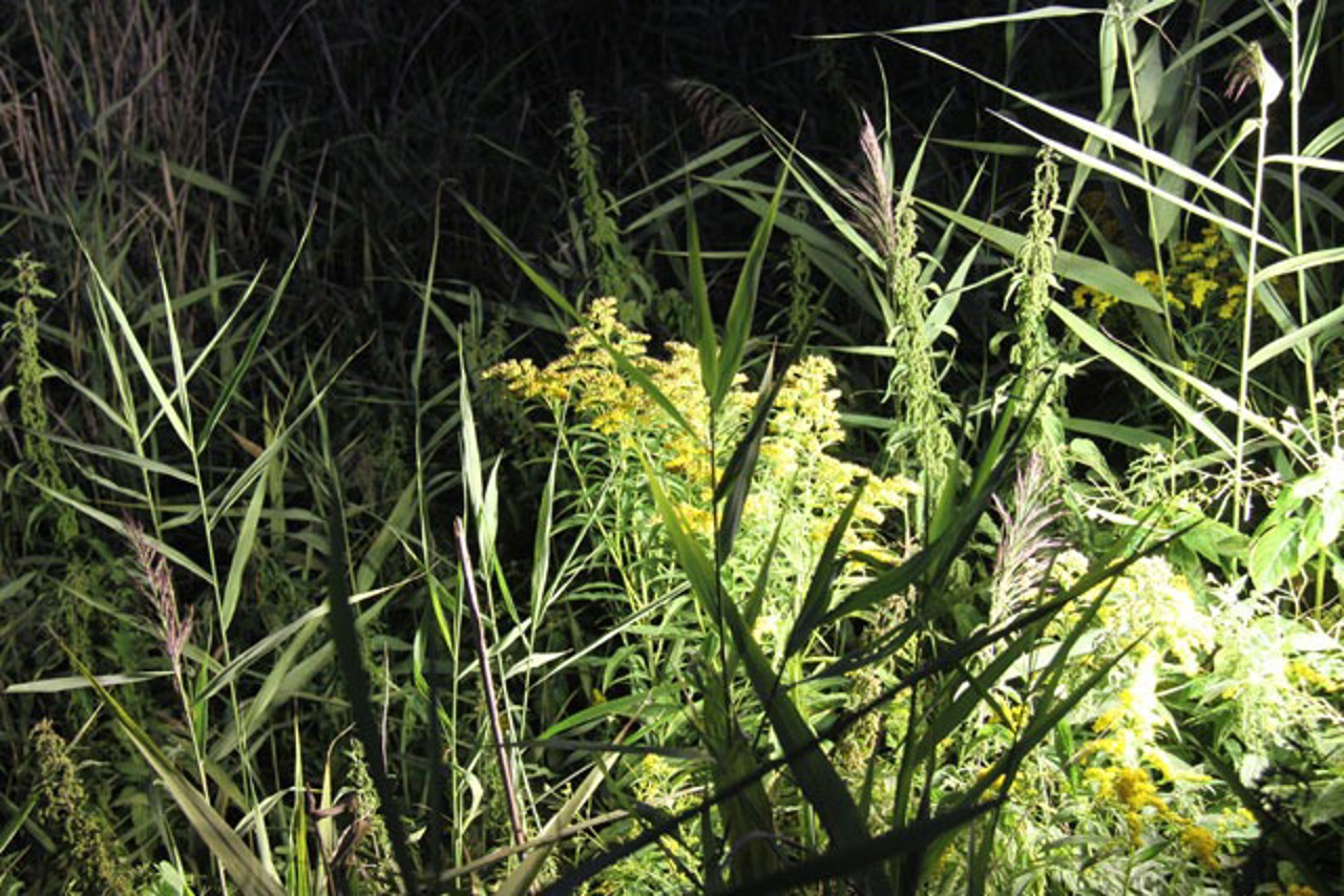 Beleuchtetes Grün
