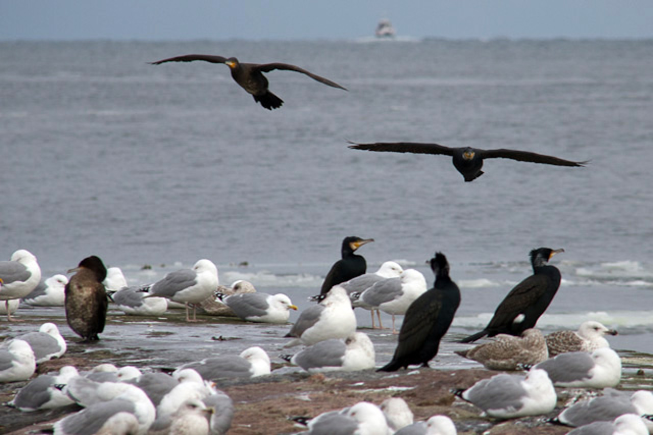 Möwen und Kormorane an der Warnemünder Ostsee