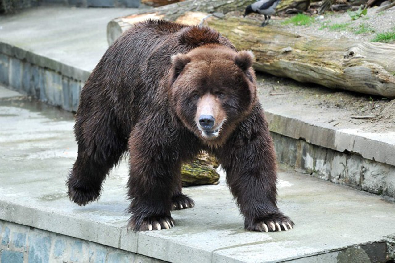 Braunbär Bodo war der Liebling vieler Bbesucher im Zoo Rostock