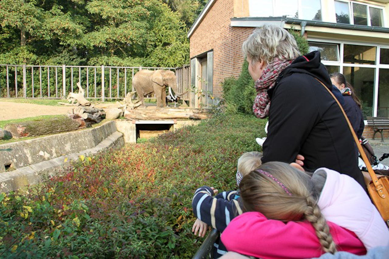 Besucherliebling Sara auf der Elefantenanlage im Zoo Rostock