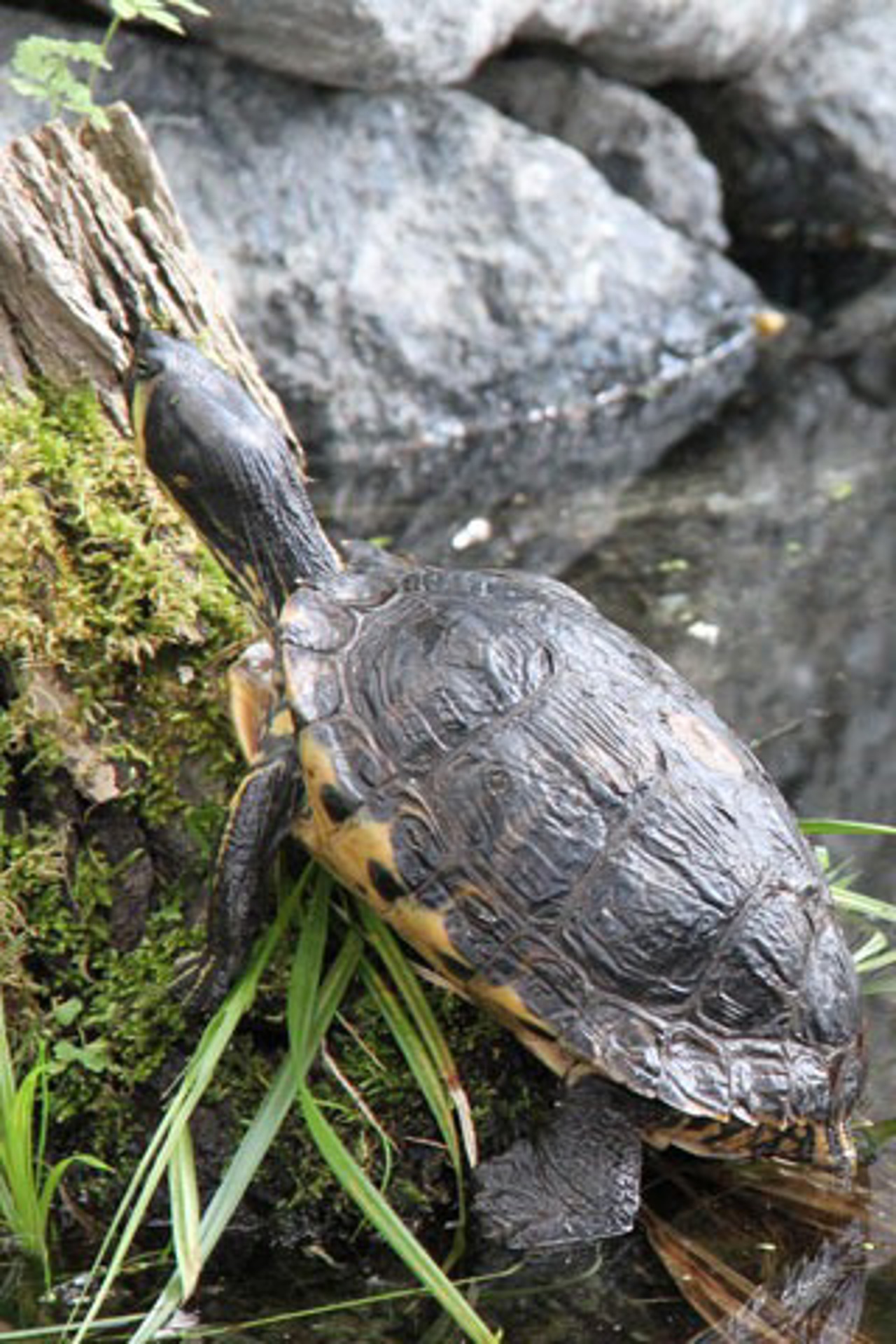 Schildkröte