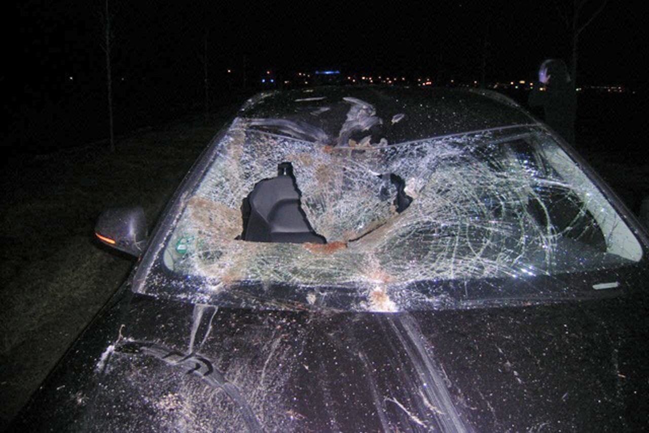 Obwohl das Pferd bei dem Unfall durch die Frontscheibe in den Fahrgastraum einbrach, blieben die beiden Insassen unverletzt