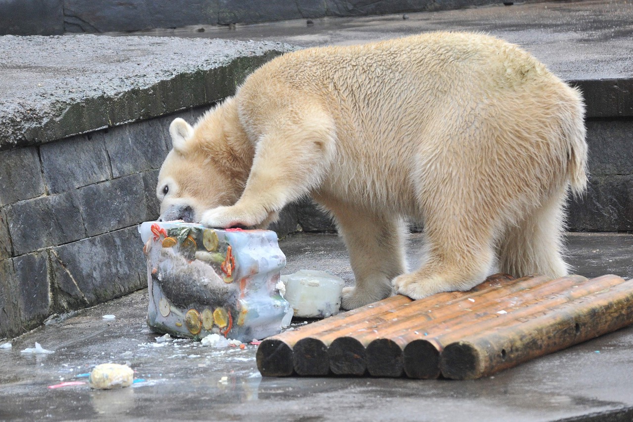Zum 1. Geburtstag bekam Fiete natürlich auch eine erste eigene Torte und hatte gut damit zu tun, an die Leckereien ranzukommen (Foto: Joachim Kloock)