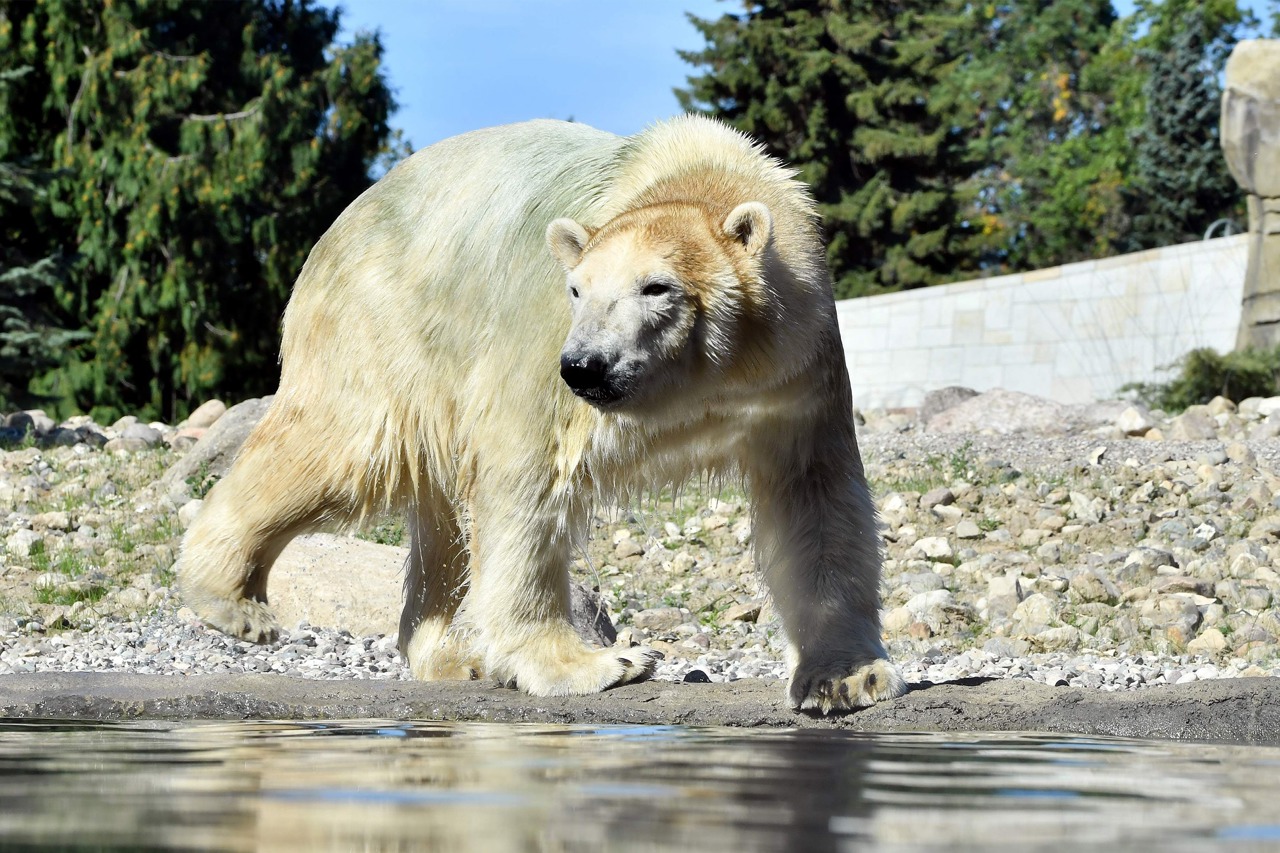Eisbär Noria im Zoo Rostock (Foto: Joachim Kloock/Zoo Rostock)