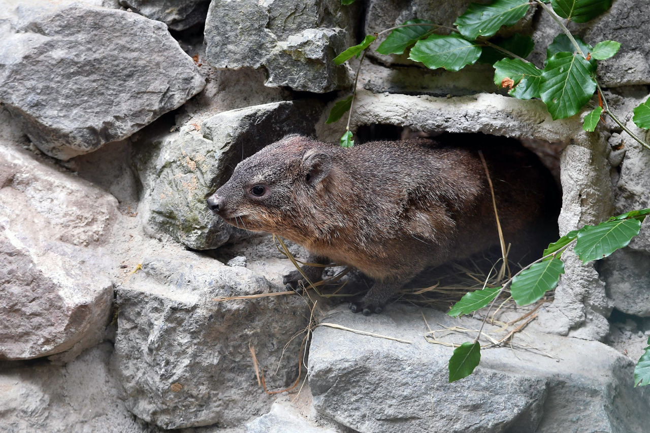Kap-Klippschliefer, kaninchengroße, murmeltierähnliche Säugetiere, sind die neuesten Bewohner im Zoo Rostock (Foto: Joachim Kloock)