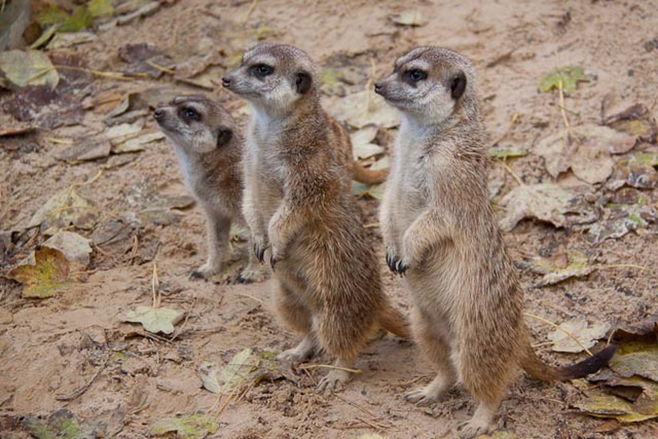 Erdmännchen im Rostocker Zoo