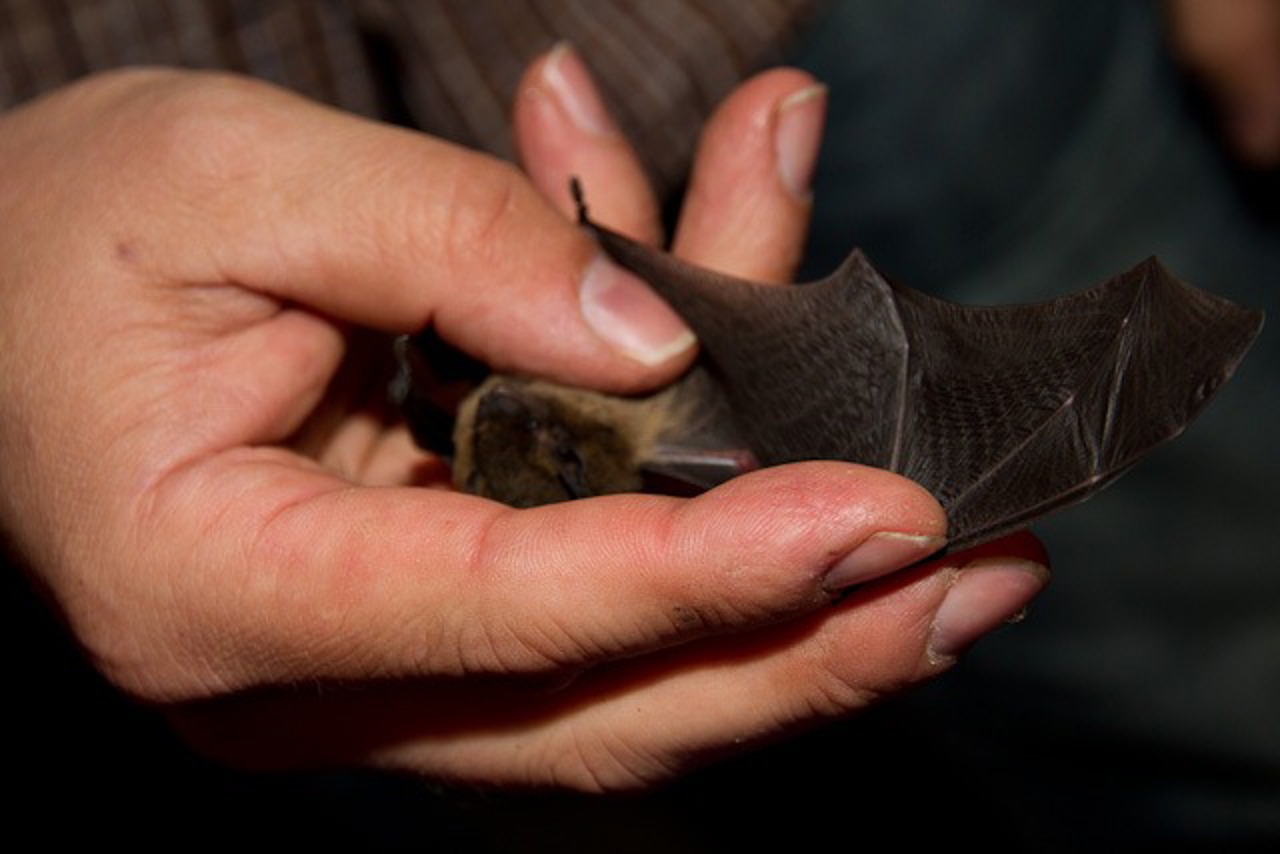 Die Hand einer Fledermaus