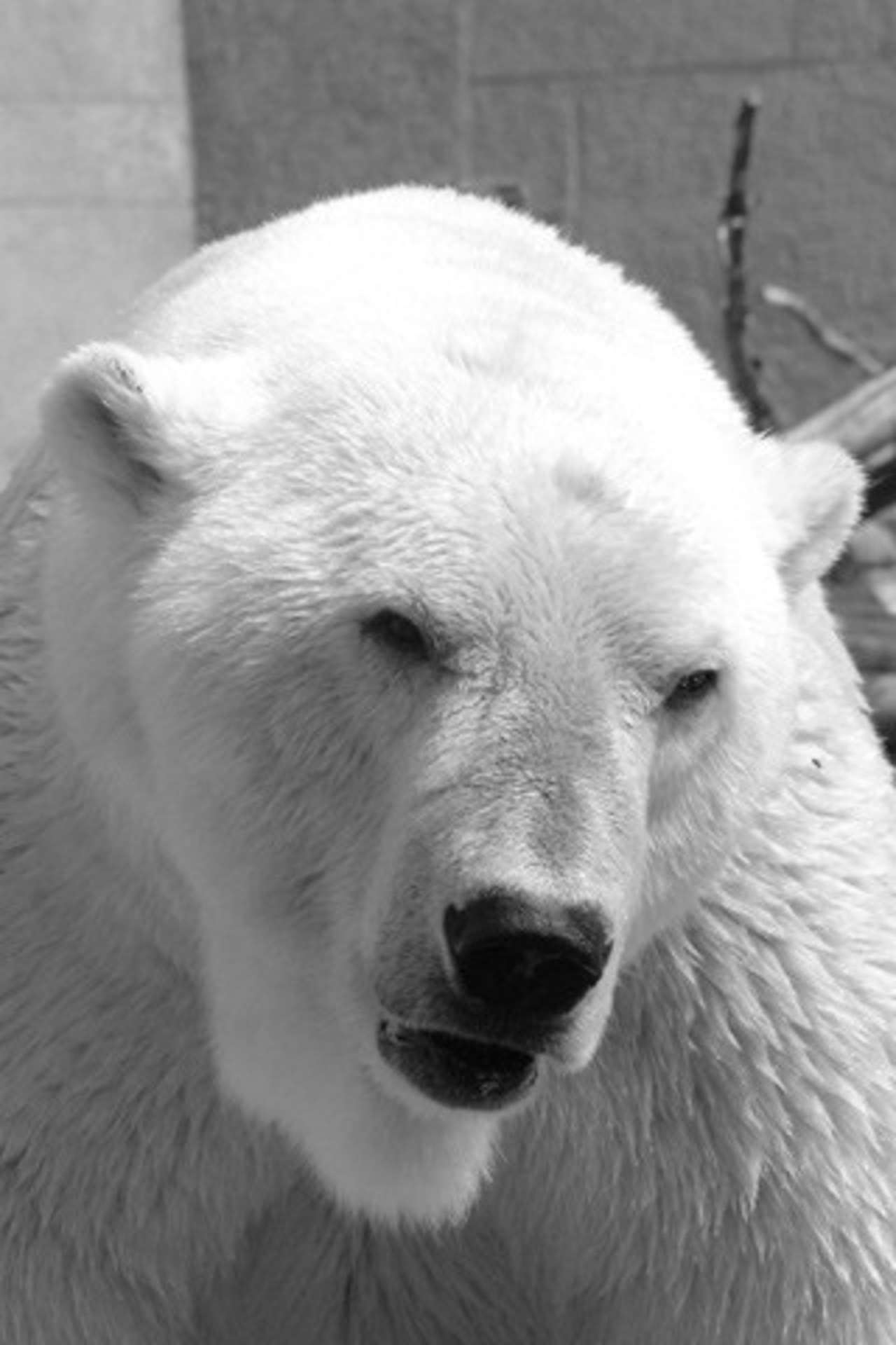 Eisbär Churchill wird im Rostocker Zoo fehlen, Foto: Joachim Kloock