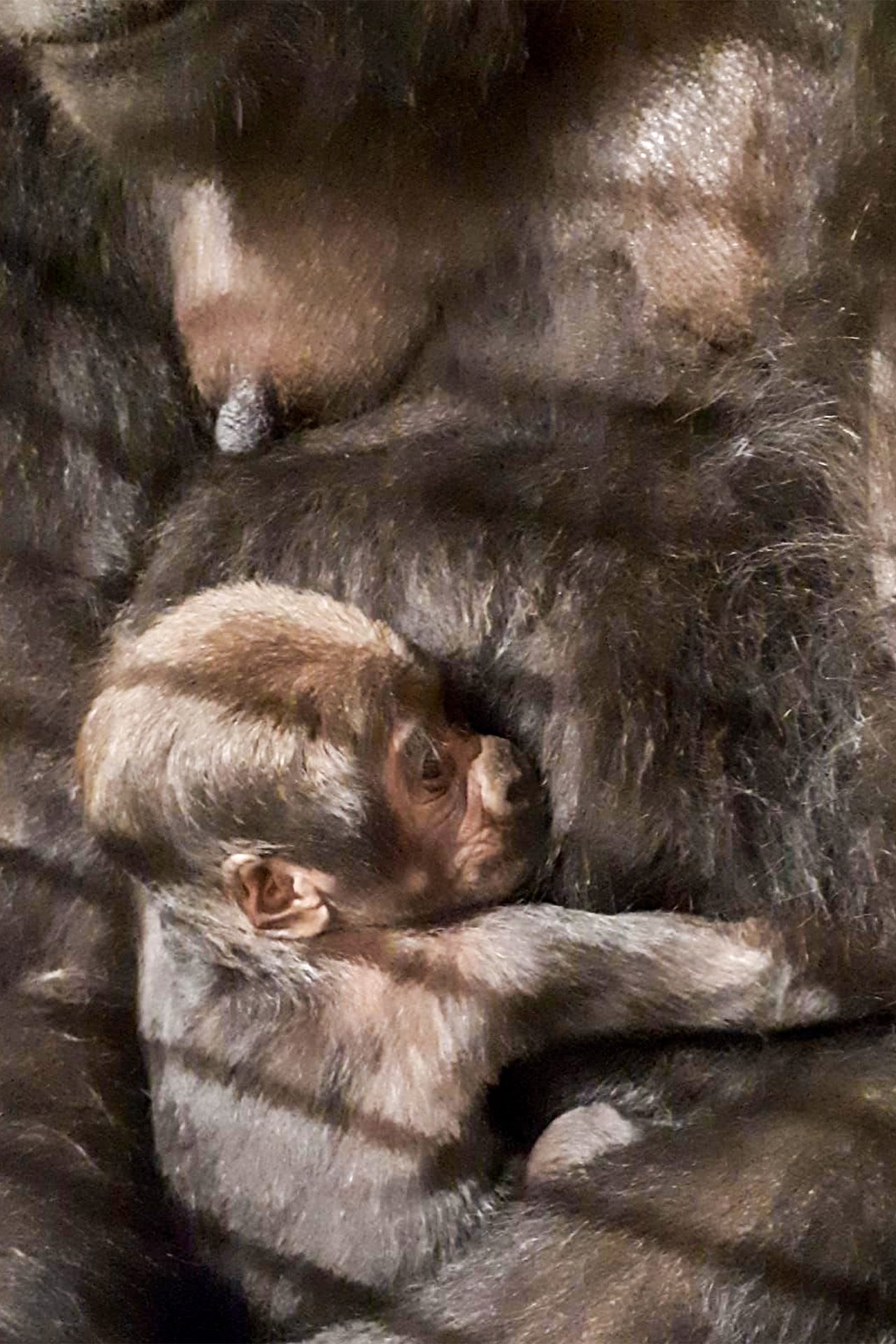 Kurz nach der Geburt gelang Tierpfleger Tobias Pollmer das Kuschelfoto vom ersten Gorillababy im Zoo Rostock. (Foto: Zoo Rostock/Tobias Pollmer)
