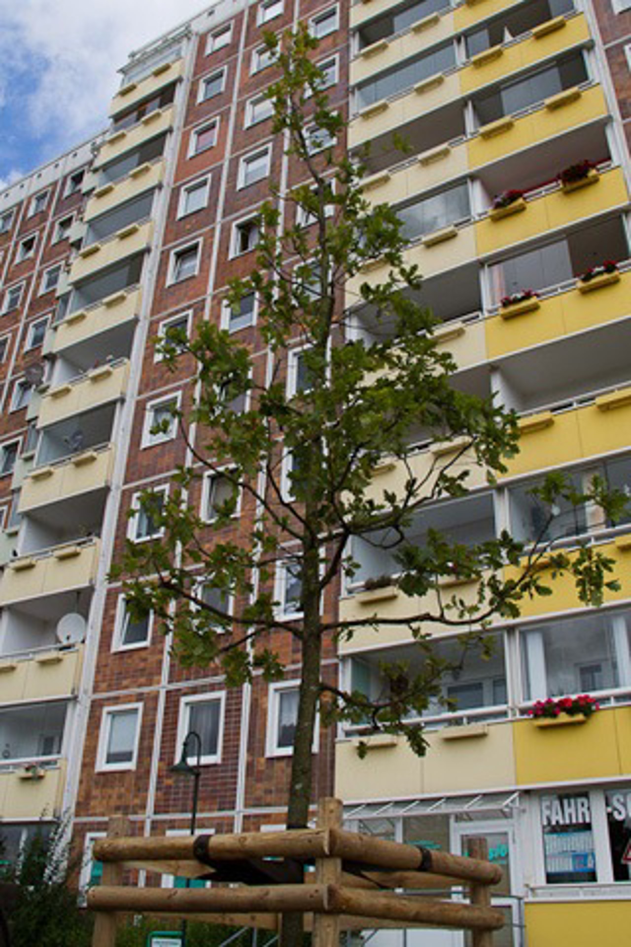 Friedenseiche vor dem Sonnenblumenhaus in Lichtenhagen