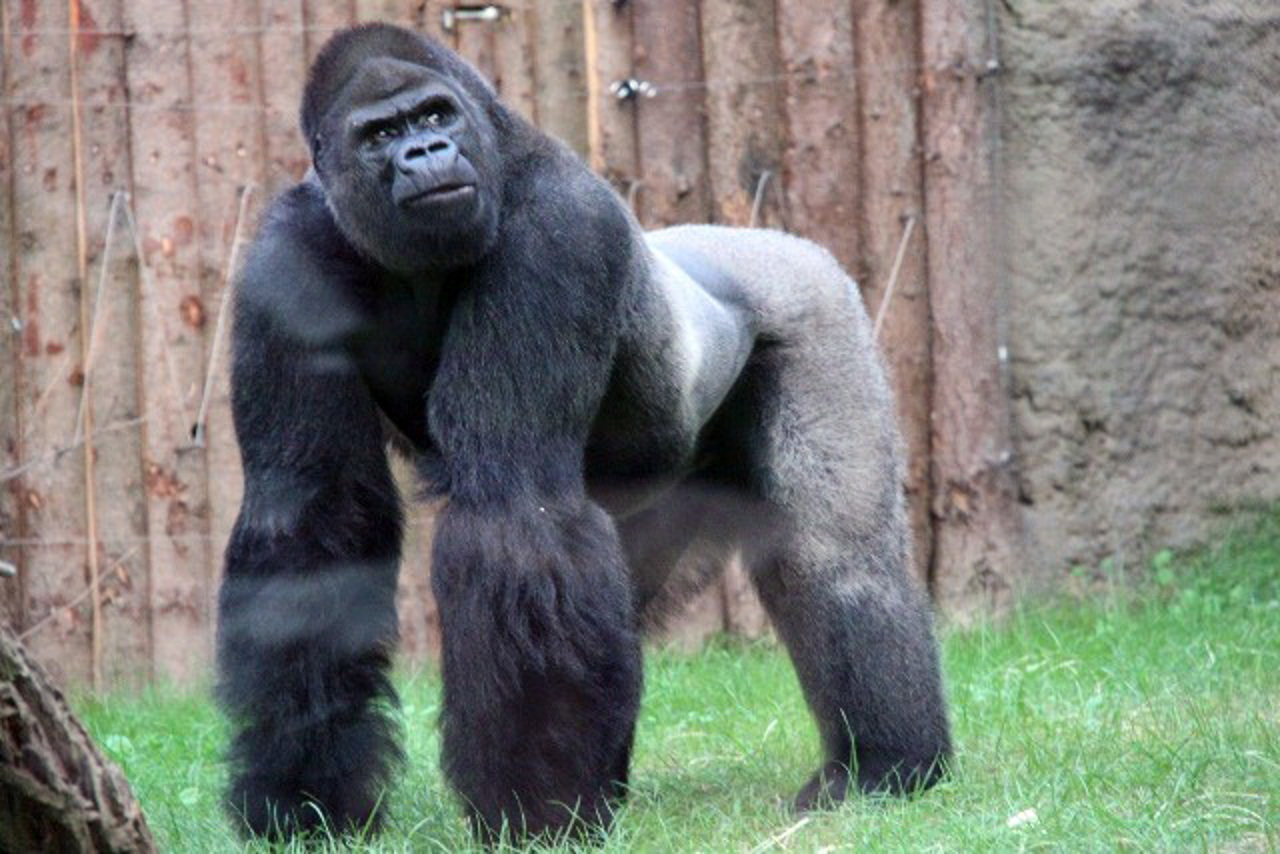 Gorilla Assumbo