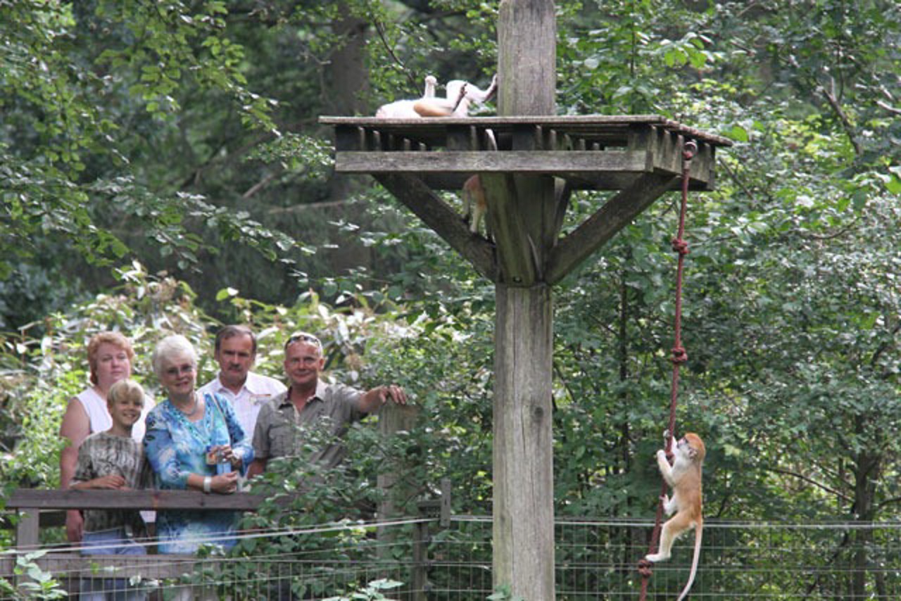 Affen im Zoo Rostock
