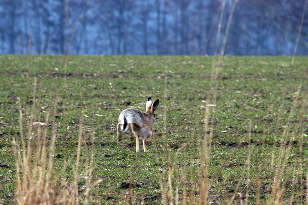 Natur pur: Hase beim Peezer Bach
