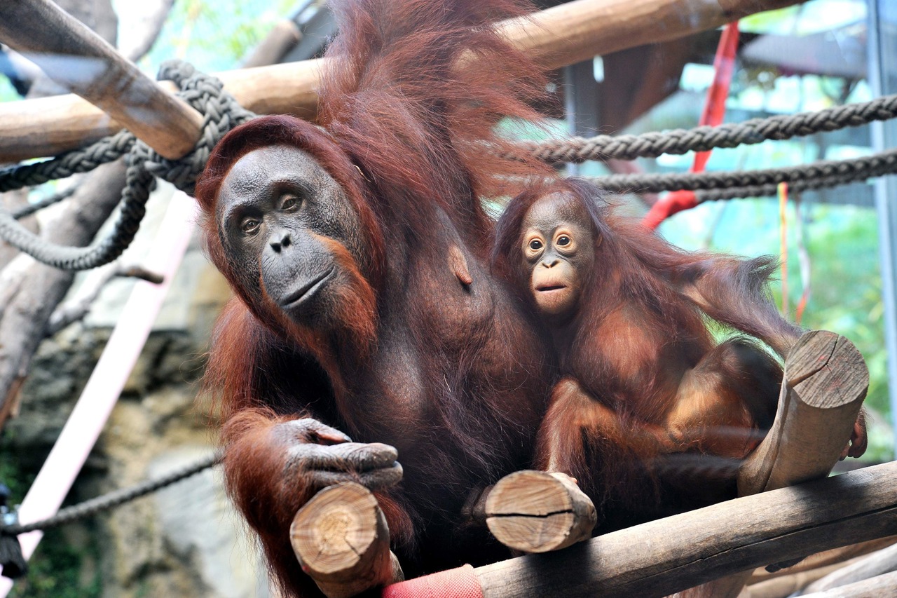 Orang-Utan-Nachwuchs Surya im Zoo Rostock (Foto: Joachim Kloock)