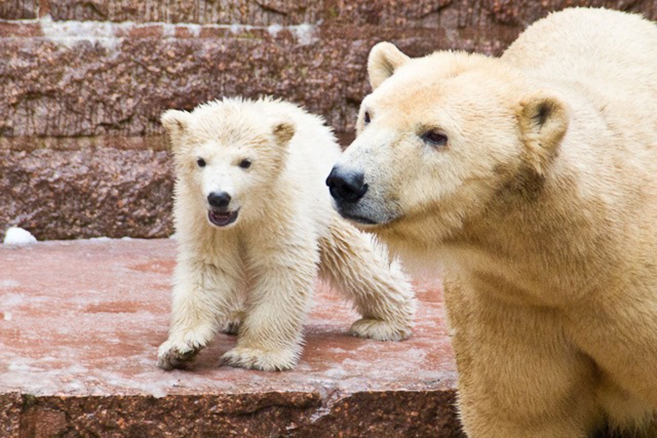 Eisbär-Baby-Fiete mit Mama Vilma im Rostocker Zoo