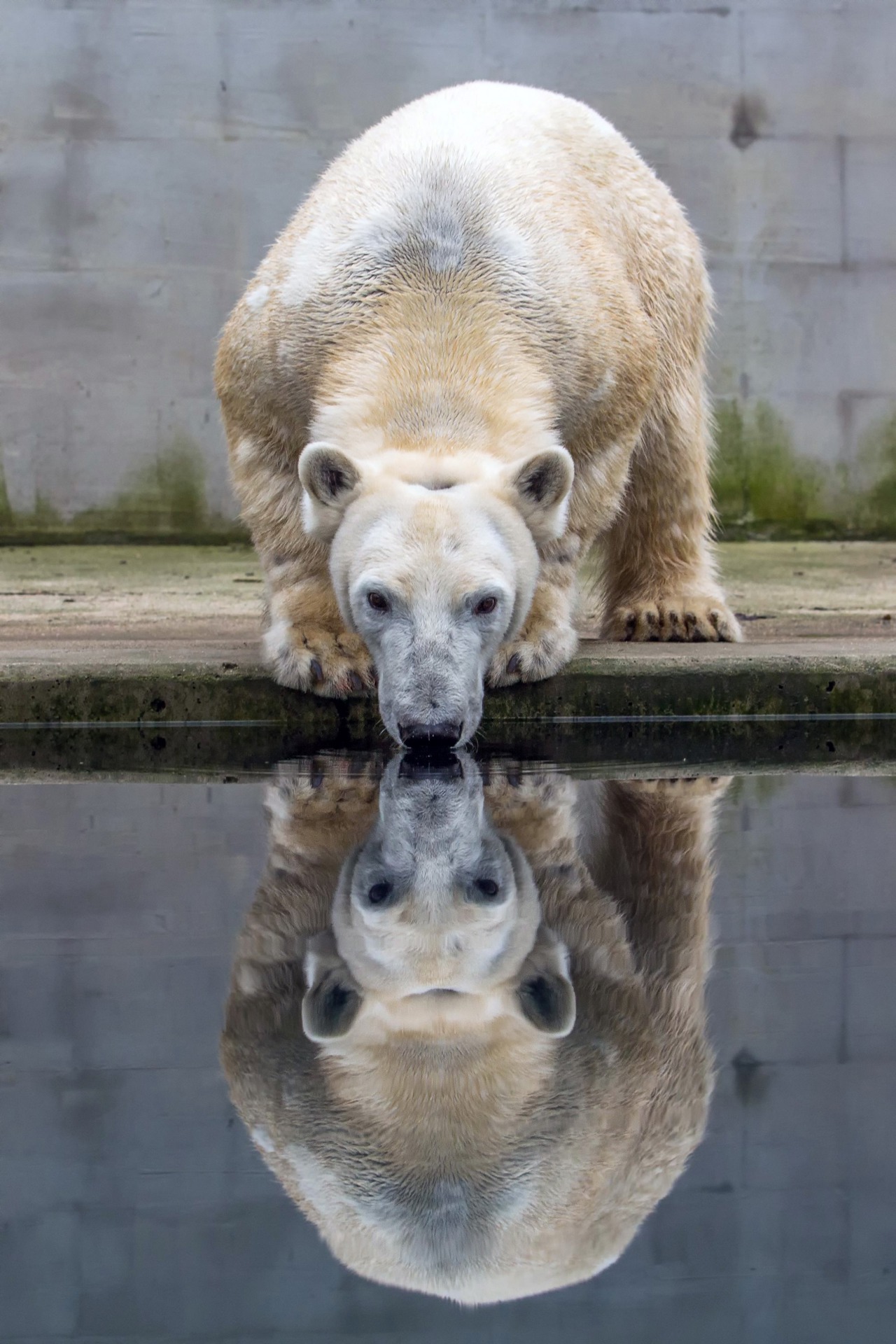 Eisbärin Noria hat osteuropäische Wurzeln und ist ebenfalls eine kleine Wasserratte (Foto: Zoo Brno)