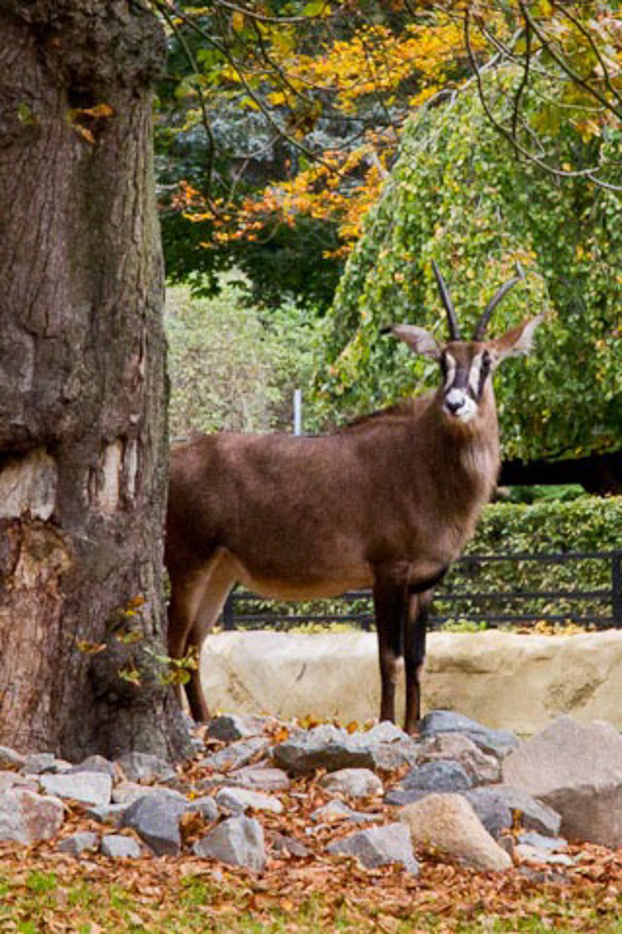 Pferdeantilope im Zoo Rostock