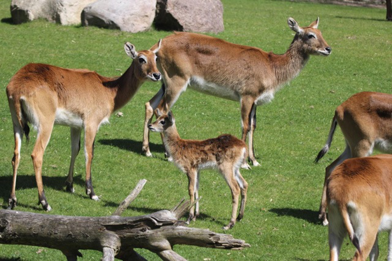 Litschi Mooerantilpen Gruppe mit Nachwuchs im Rostocker Zoo