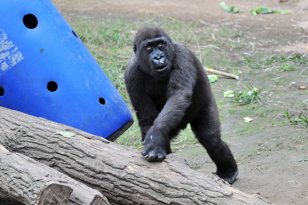 Kleiner Kwame aus Heidelberg verstärkt Gorillagruppe im Zoo Rostock (Foto: Joachim Kloock)