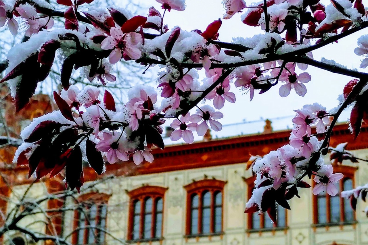 Blüten mit Schneehaube vor dem Unihauptgebäude in Rostock
