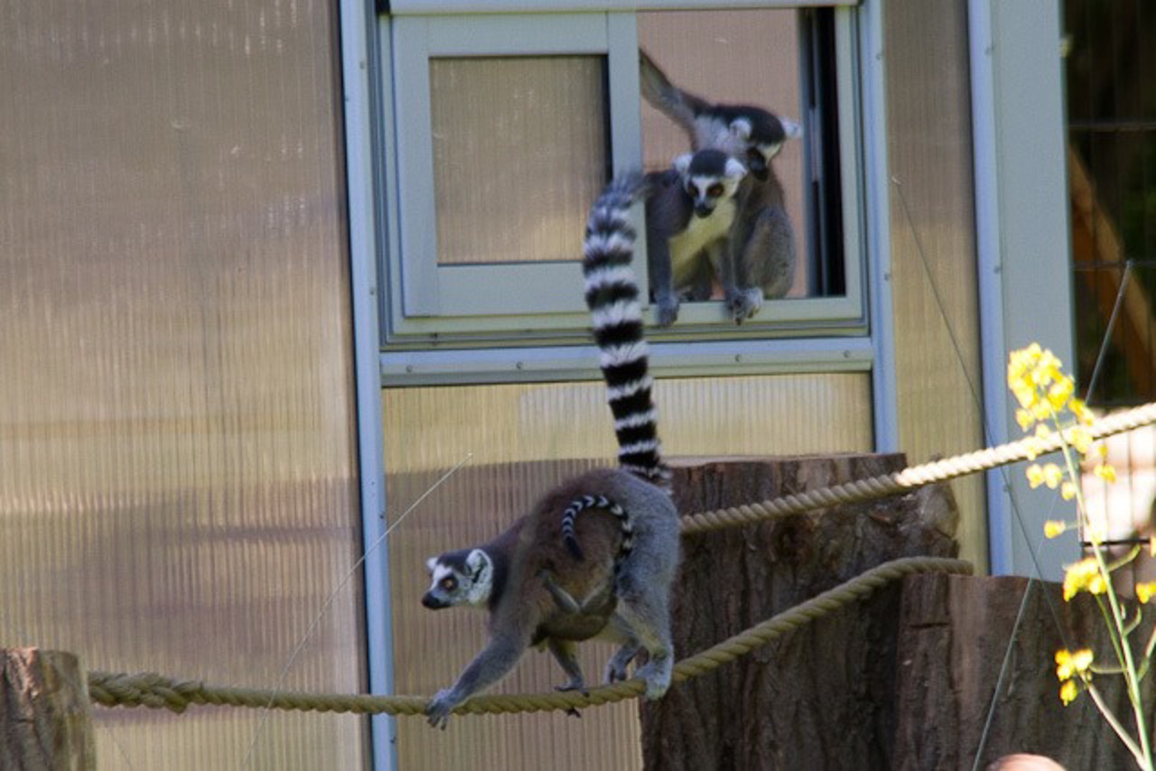 Kattas im Zoo Rostock