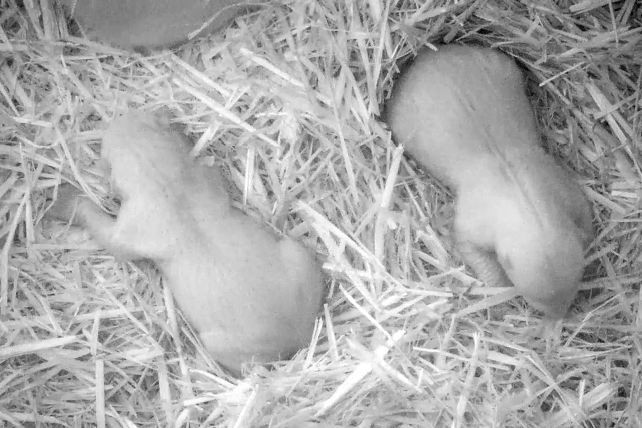 Im Zoo Rostock wurden Eisbär-Zwillinge geboren