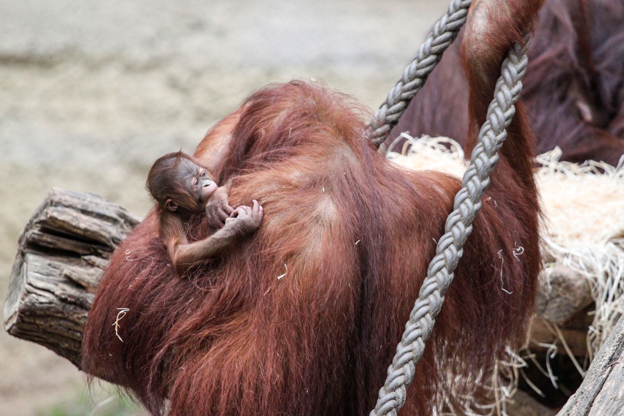 Nachwuchs bei den Orang-Utans - Neuzugang Cantik hat am 14. März ein Mädchen zur Welt. (Foto: Zoo Rostock/Carina Braun)