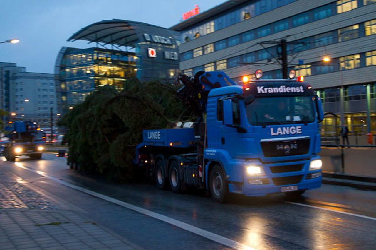 Weihnachtsbäume für den Rostocker Weihnachtsmarkt