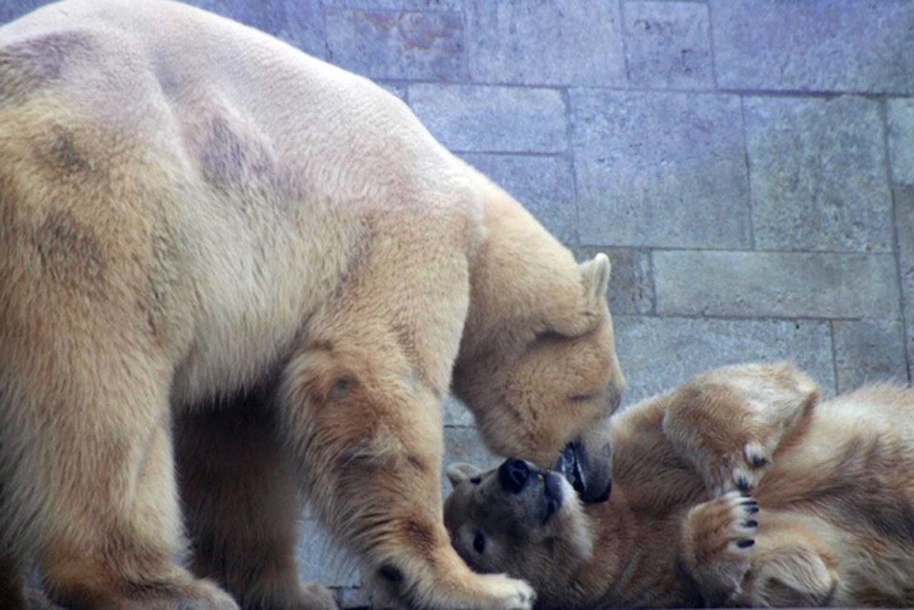 Blizzard und Vienna - Eisbären im Zoo Rostock