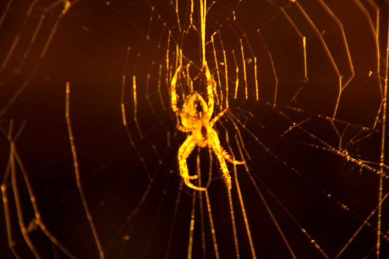 Spinnweb bei der Lichtklangnacht