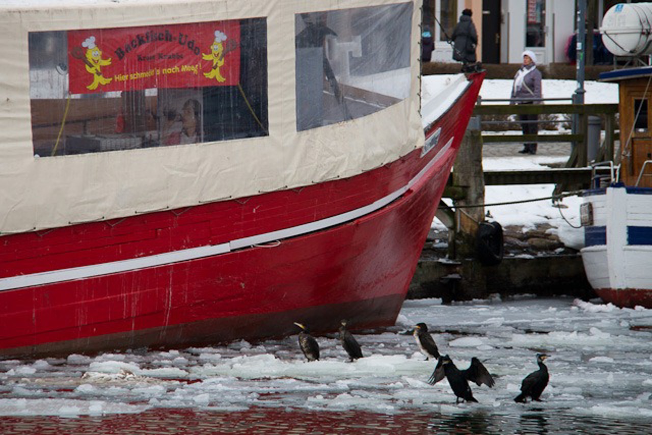 Kormorane bei Backfisch-Udo, dem kultigen Fischbrötchenverkauf in Warnemünde