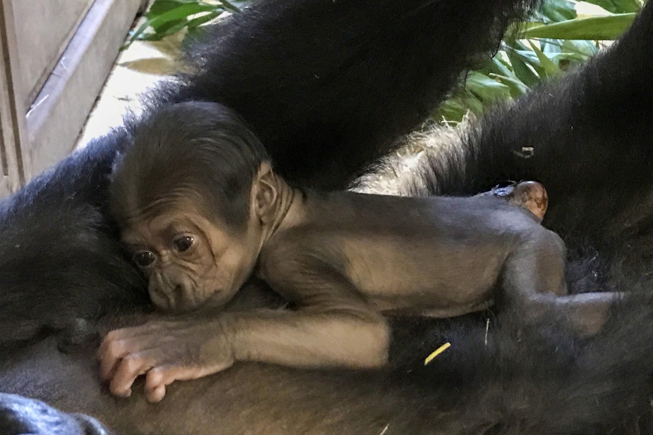 Gorilla-Baby im Rostocker Zoo (Foto: Zoo Rostock/Kerstin Genilke)