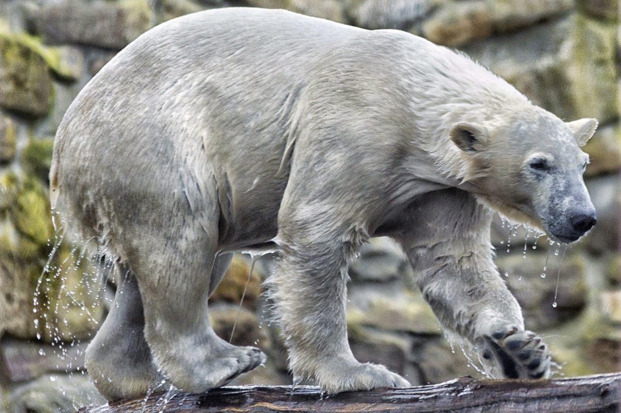 Akiak ist ein Enkel der legendären Rostocker Eisbären Churchill und liebt das Wasser (Foto: Zoo Rhenen)