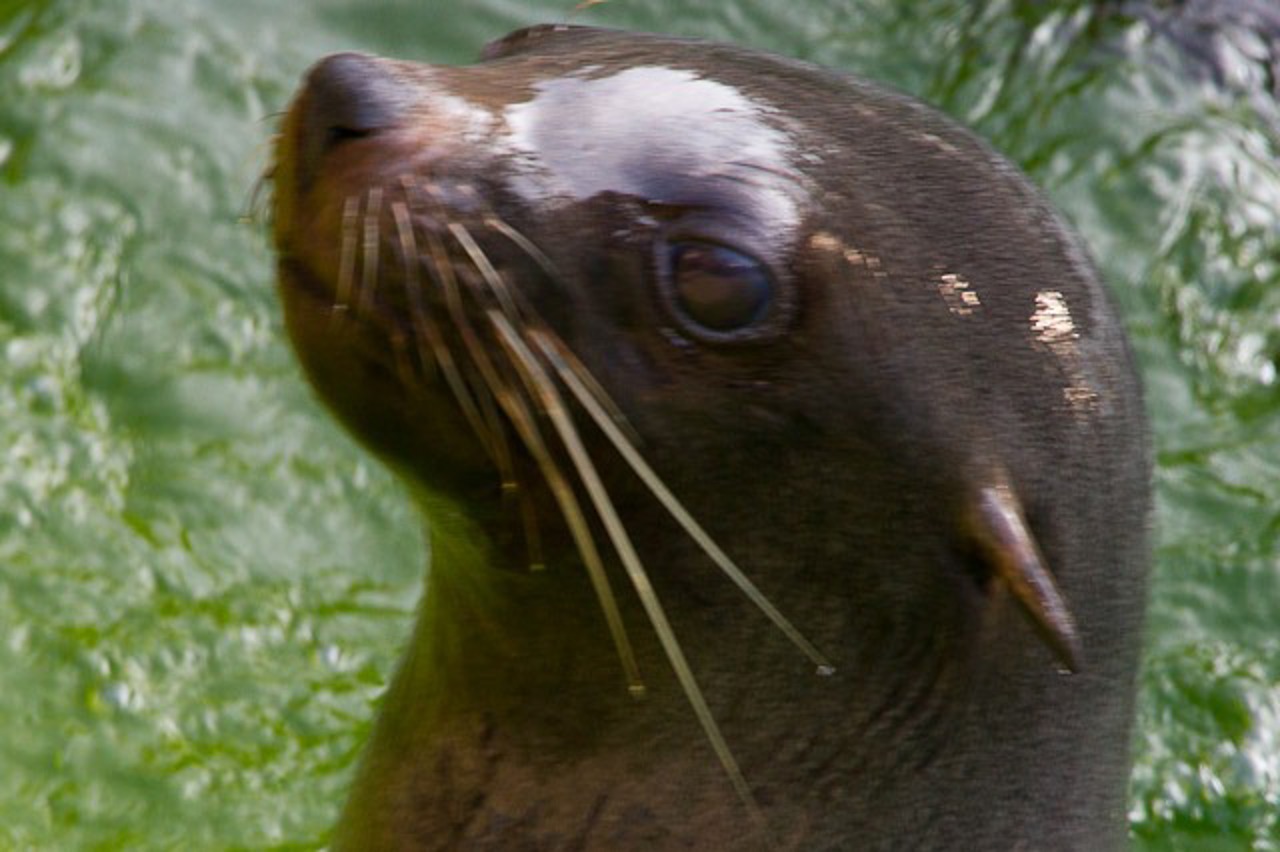 Seebär im Rostocker Zoo