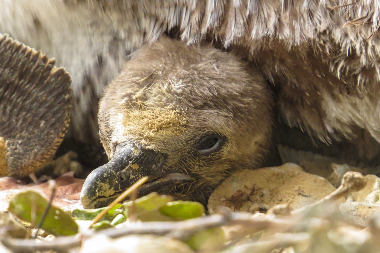 Neugierig schaut das Pinguinbaby unter Papas Bauch hervor, der gerade Aufpaßdienst hat. Das Kleine wird immer mehr flügge und ist sicher bald öfter auf der Anlage zu sehen. (Fotos Zoo Rostock/Anna Krasselt)